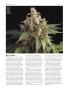 Page: - 70 | High Times