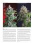 Page: - 74 | High Times