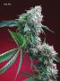 Page: - 75 | High Times