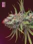 Page: - 76 | High Times