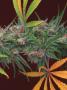 Page: - 77 | High Times