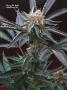 Page: - 78 | High Times