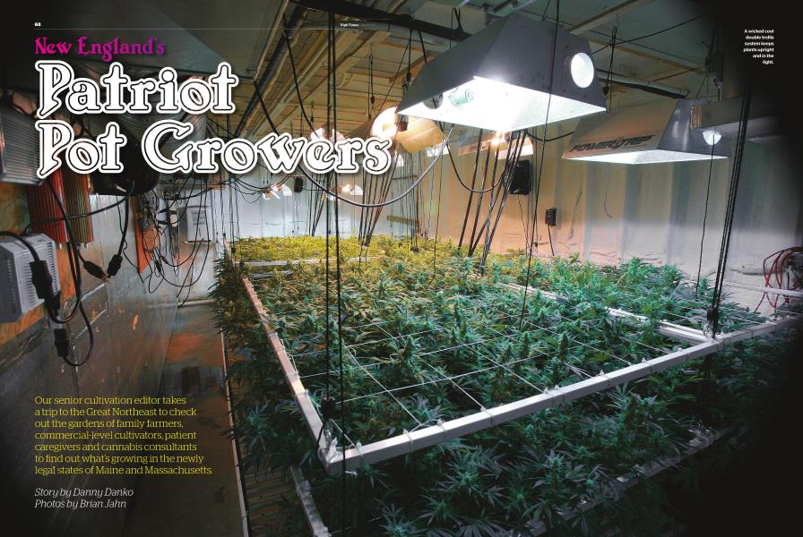 New England's Patriot Pot Growers
