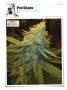 Page: - 136 | High Times