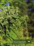 Page: - 17 | High Times