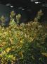 Page: - 21 | High Times