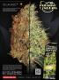 Page: - 35 | High Times