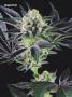 Page: - 75 | High Times