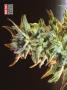 Page: - 76 | High Times