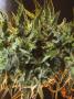Page: - 77 | High Times