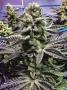 Page: - 78 | High Times