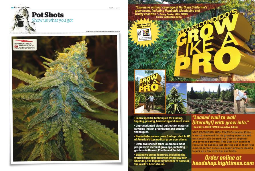 Pot Shots High Times April 2017