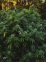 Page: - 108 | High Times