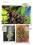 Page: - 138 | High Times