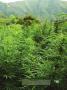 Page: - 19 | High Times