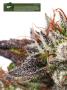 Page: - 20 | High Times