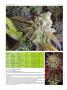 Page: - 74 | High Times
