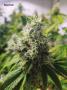 Page: - 75 | High Times