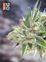 Page: - 76 | High Times