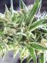 Page: - 77 | High Times