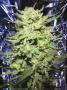 Page: - 78 | High Times