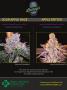Page: - 79 | High Times