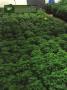 Page: - 16 | High Times