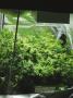 Page: - 19 | High Times