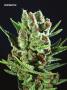 Page: - 75 | High Times