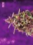 Page: - 76 | High Times