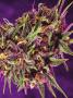Page: - 77 | High Times