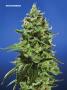 Page: - 78 | High Times