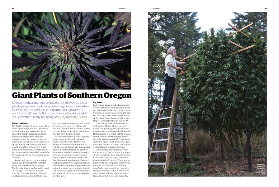 Giant Plants of Southern Oregon