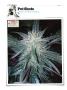 Page: - 130 | High Times
