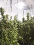 Page: - 20 | High Times