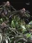 Page: - 69 | High Times