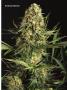 Page: - 71 | High Times