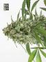 Page: - 72 | High Times