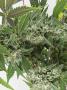 Page: - 73 | High Times