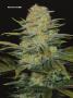 Page: - 74 | High Times