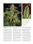 Page: - 76 | High Times