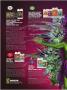 Page: - 92 | High Times