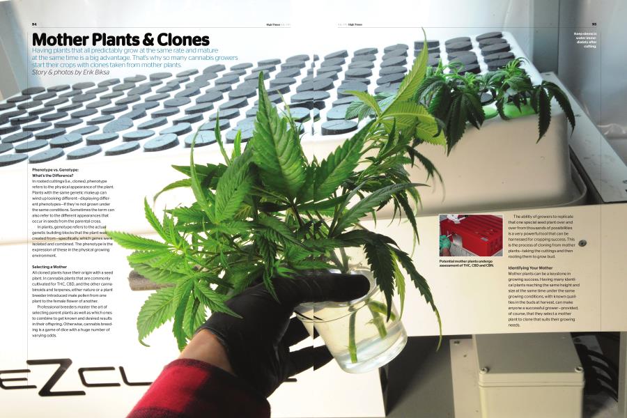 Mother Plants & Clones