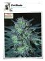 Page: - 130 | High Times