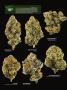 Page: - 16 | High Times