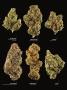 Page: - 17 | High Times