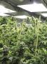Page: - 18 | High Times