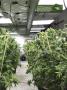 Page: - 19 | High Times
