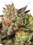 Page: - 69 | High Times