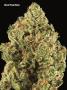 Page: - 71 | High Times